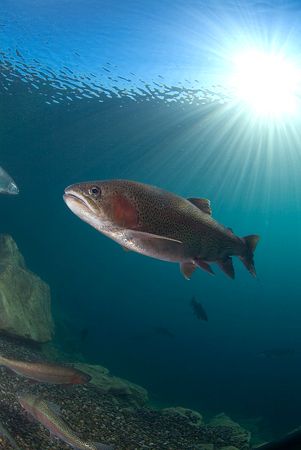 Rainbow trout capernwray.10.5mm with single flash. by Derek Haslam 