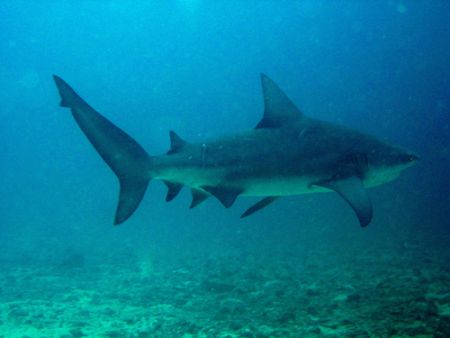 Bat island Costa rica Bullshark by Brenda Van Gestel 