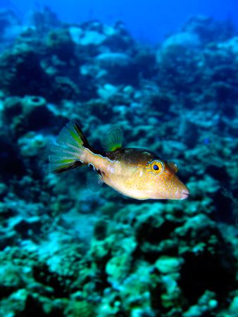 Sharp nose puffer, taken with Sony DSC-T1, using internal... by Barbara Makohin 