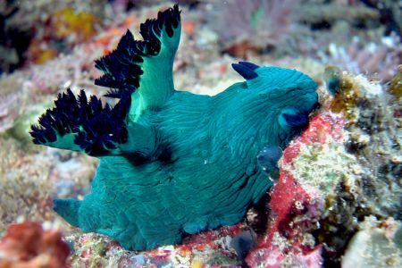 A Nembrotha from Puerto Galera. by Ugo Gaggeri 