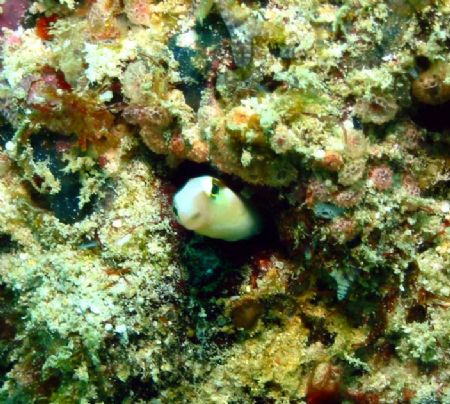 Taken at Sipadan, East Malaysia by Dennis Siau 