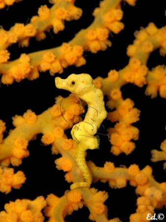 This was taken in Tulamben, Bali at 24m depth. Tiny Wonde... by Ed Eng 