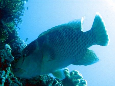 Napoleon wrasse by Gordana Zdjelar 