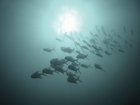 A schol of permit that are resident at "Sharks Cave) off ... by Martin Spragg 