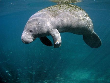 Floating Manatee.Olympus C-5050,Ikelite Housing,WA Lens. by Ray Eccleston 