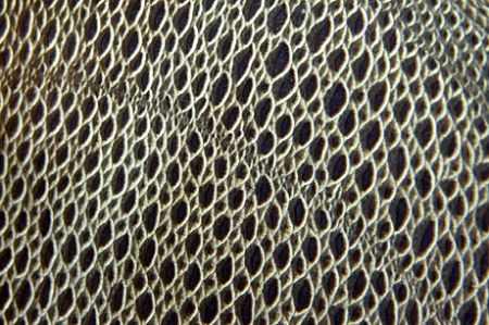 Abstract - Extreme close up of French Angel scales.
Turk... by Andy Lerner 