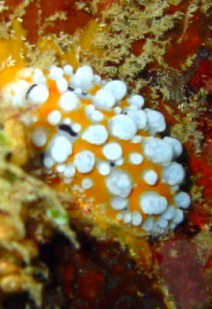 Taken at Pulau Perhentian, West Malaysia by Dennis Siau 