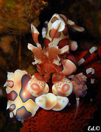 Red Orchid Of The Sea! This pictures was taken in Tulambe... by Ed Eng 