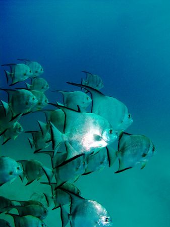 Spade fish outside "Sharks Cave" near Dangriga in souther... by Martin Spragg 