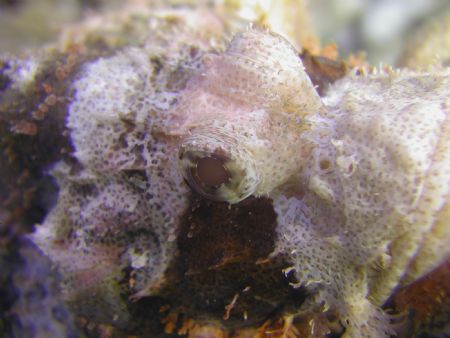 Scorpion fish. Cape bira, South Sulawesi. by Siew Ling Chang 