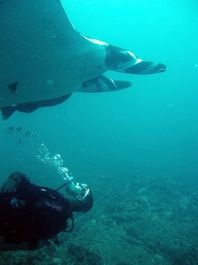 Martin tickeling a manta on it's belly by Brenda Van Gestel 