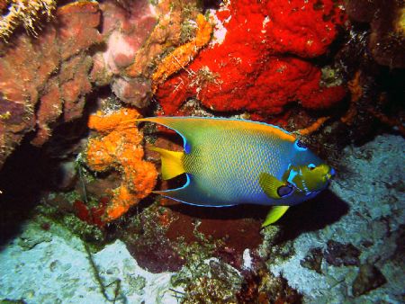 Queen Angelfish San Fransisco Wall Cozumel by Allyssa Arnold 