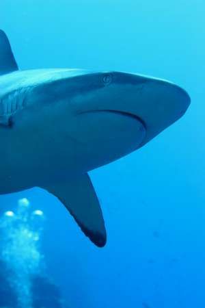 Grey Reef Shark with diver's bubbles at Osprey Reef. Cano... by Danielle Caceres-Bricheno 