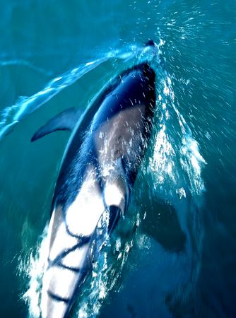 Common Dolphin, Kaikoura, New Zealand by Jayne Dennis 