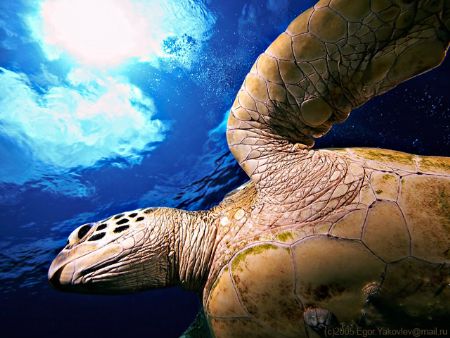 Sipadan island, turtle. by Egor Yakovlev 