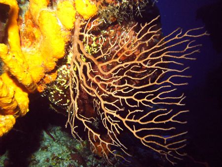 This is a great picture that shows just how resilient cor... by Allyssa Arnold 