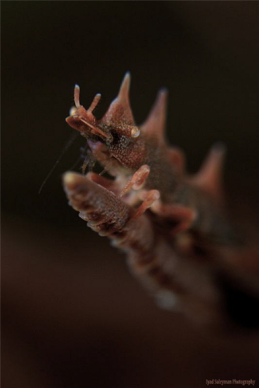 Dragon shrimp by Iyad Suleyman 