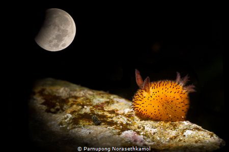"Fly me to the moon" 
Do you find the way back to the mo... by Parnupong Norasethkamol 