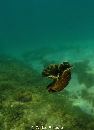 Aplysidae puntacta
 by Carlos Ernesto 