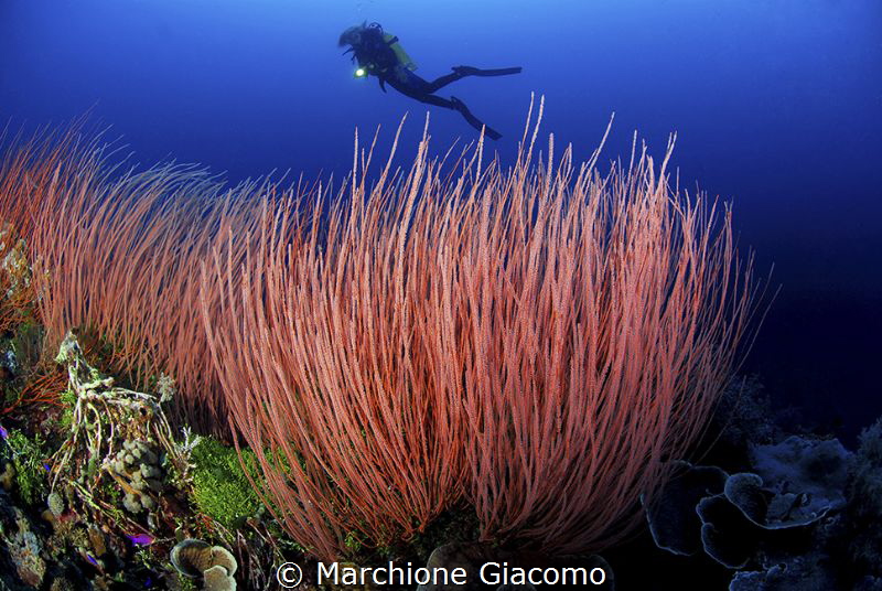 Walea , red garden
Nikon D200 , 10,5mm, two strobo sea a... by Marchione Giacomo 