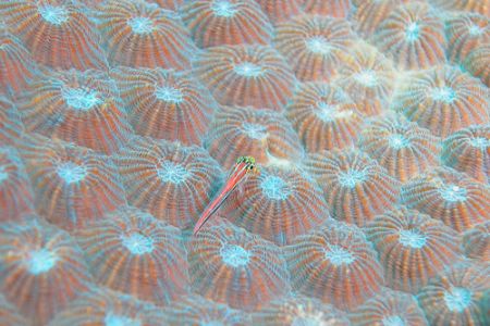 A particular "carpet" for a fish. by Ugo Gaggeri 