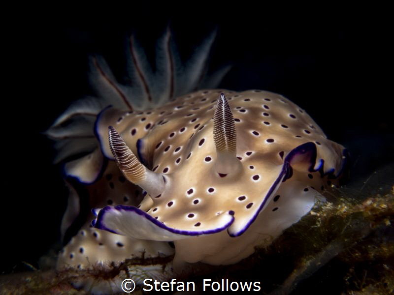 Smile ... ! Nudibranch - Hypselodoris tryoni. Ang Thong, ... by Stefan Follows 