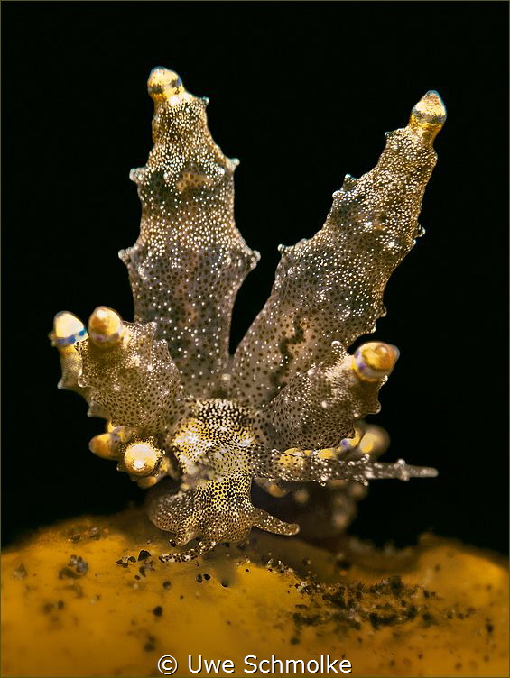 Twin towers -

Eubranchus mandapamensis -
Indonesia, a... by Uwe Schmolke 