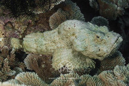 Devil scorpionfish by Arno Enzo 
