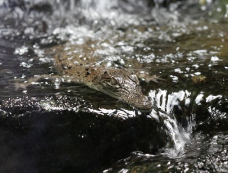 juvenile saltwater crocodile
loving life in his own litt... by Justin Bauer 