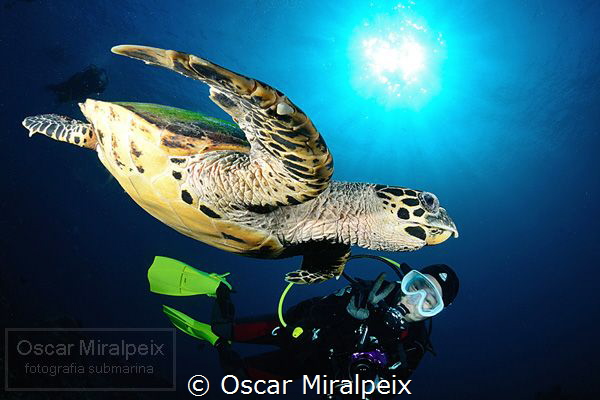 turtle ... by Oscar Miralpeix 