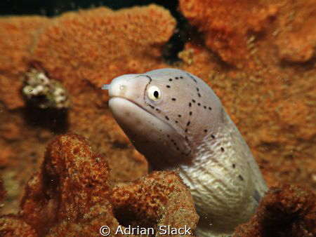 Here's looking at you by Adrian Slack 