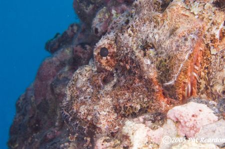 Good camoflage strategy. by Patrick Reardon 