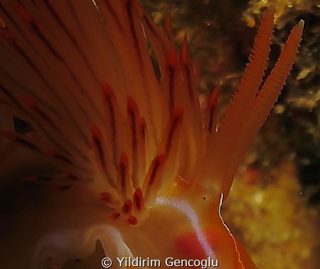 Eye contact with a nudy. by Yildirim Gencoglu 
