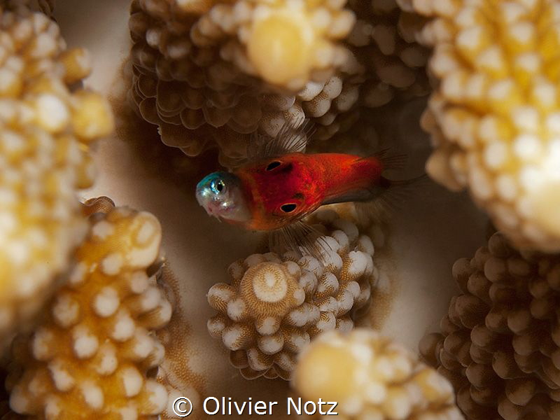 Eating and being eaten
I only saw something red and silv... by Olivier Notz 
