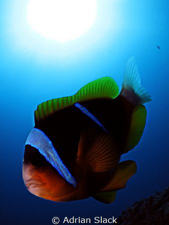 Clowning around with a vicious clarks anemone fish and be... by Adrian Slack 