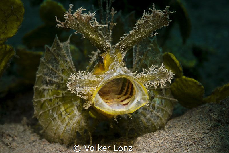 Ambon Scorpionfish by Volker Lonz 