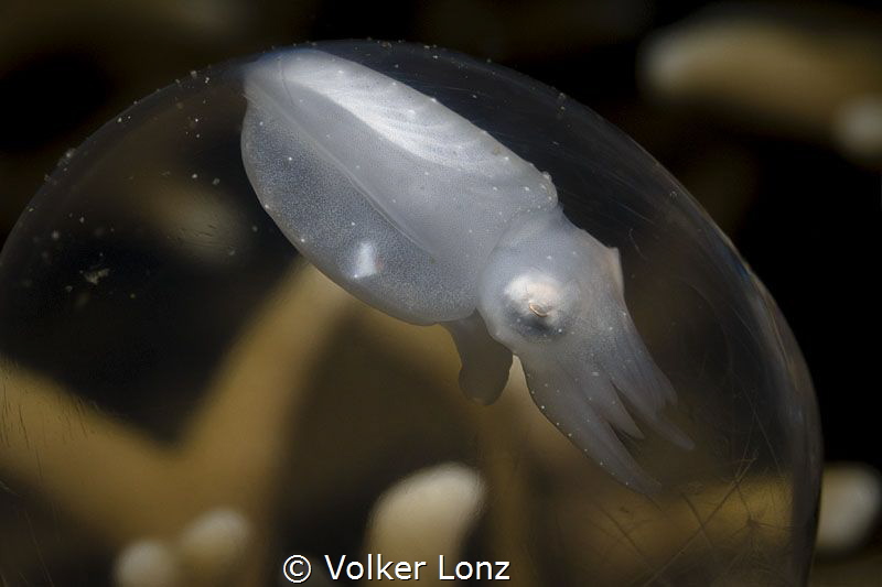 Sepia embryo by Volker Lonz 