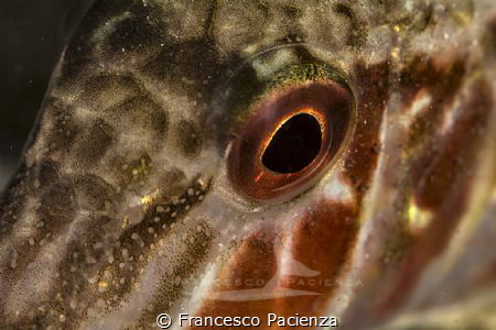 [:b:]Look[:/b:] by Francesco Pacienza 