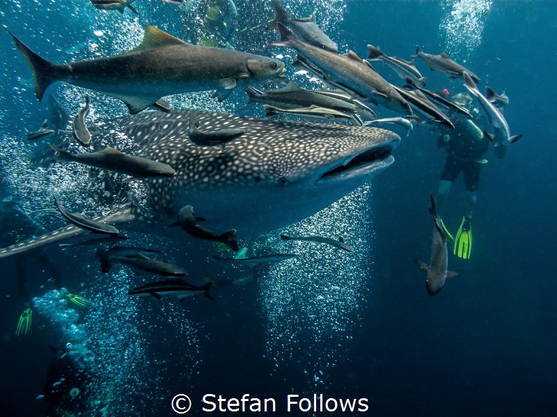 Breakthrough ... ! Whale Shark - Rhincodon typus. Sail Ro... by Stefan Follows 
