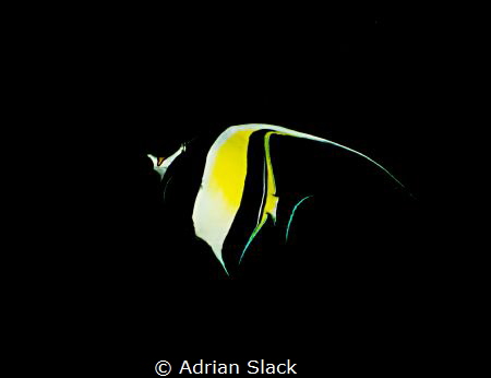 The spotlight's on the idol by Adrian Slack 