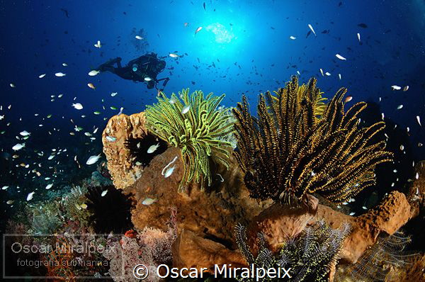 crinoids ... by Oscar Miralpeix 