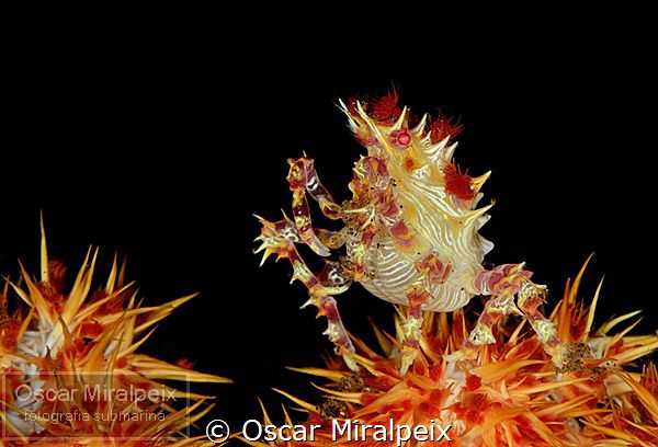 candycrab by Oscar Miralpeix 