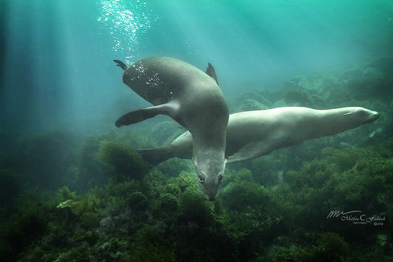 Hello! by Matthew Fischbach 