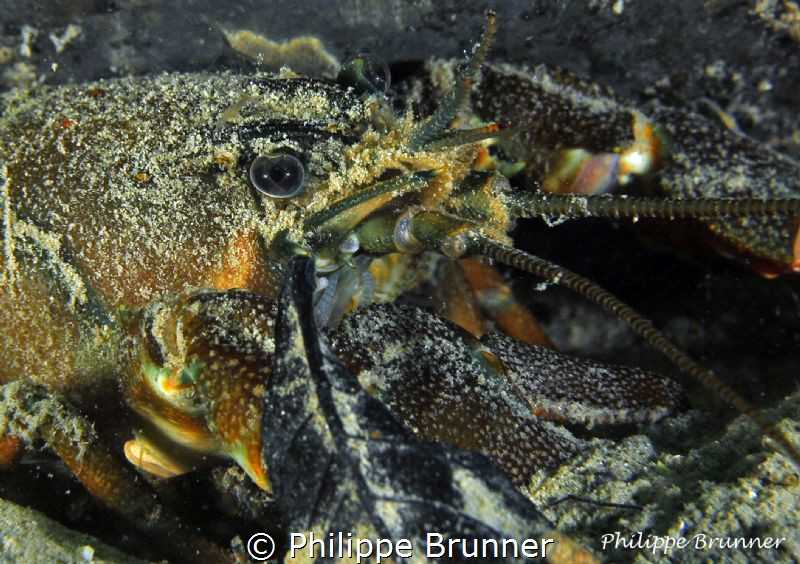 Crayfish by Philippe Brunner 