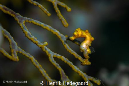 Denise's pygmy seahorse (Hippocampus denise)
Taken at Mo... by Henrik Hedegaard 