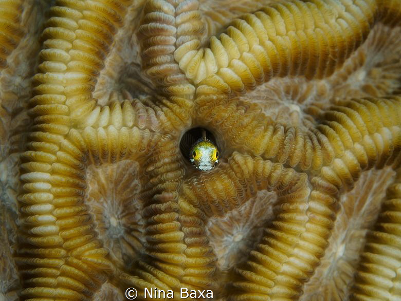 Secretary's Office - Secretary Blenny with Brain Coral bu... by Nina Baxa 