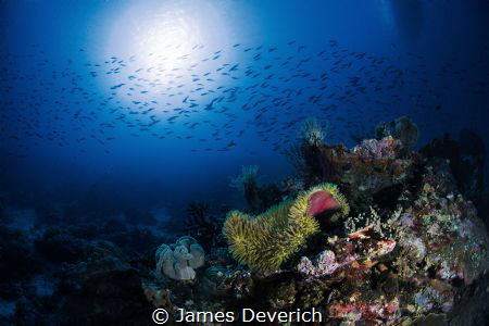 Fish highway by James Deverich 