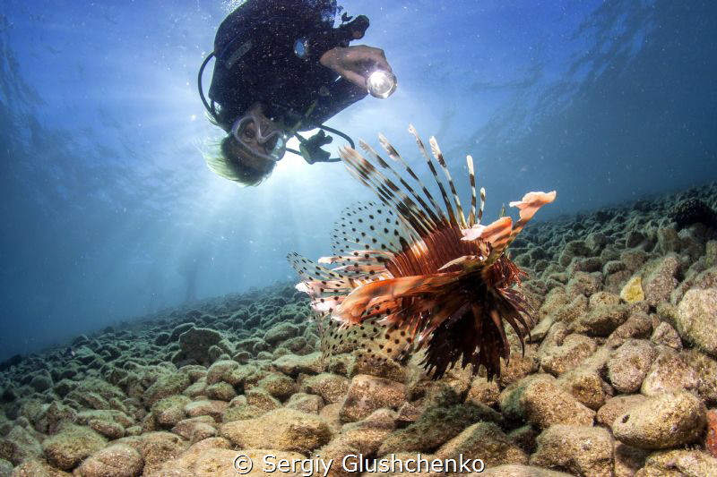 Lion-fish by Sergiy Glushchenko 