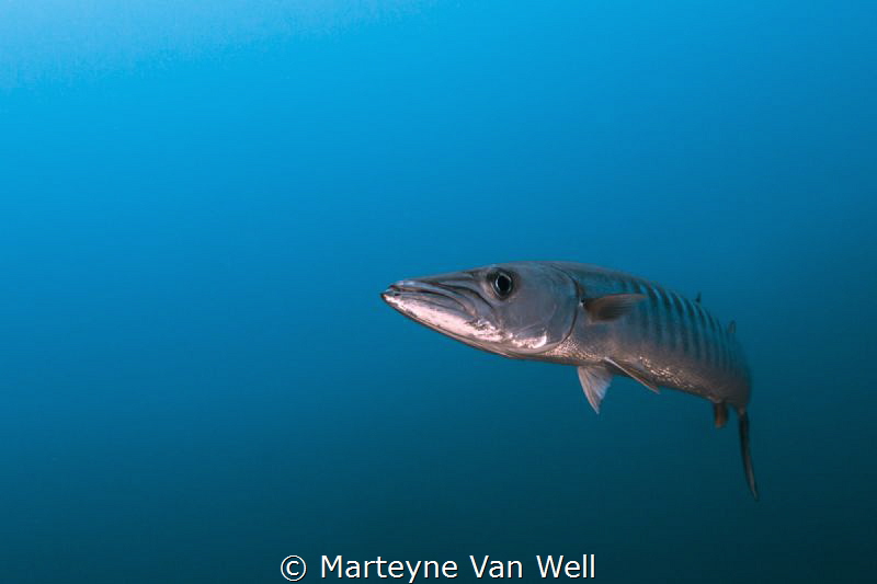 Barracuda "Up Close & Personal" by Marteyne Van Well 