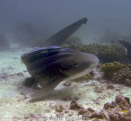 Leopard Shark Daymaniyath islands by Patrik Engstrom 